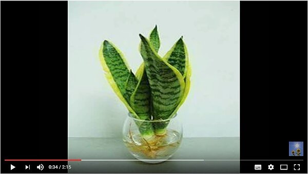 廁所擺放植栽，達到除溼清新的效果。(圖／翻攝自youtube)