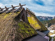 傳統的茅葺屋成為青苔最愛生長的地方，尤其是夏天的時候，原本棕色的稻梗鋪滿了綠色的青苔十分的美麗。