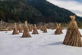 收割後的稻草集成一束，作為未來修補茅葺屋頂之用。在每年一月底二月初的雪燈廊活動中，則成為現地的裝置藝術。