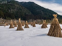 收割後的稻草集成一束，作為未來修補茅葺屋頂之用。在每年一月底二月初的雪燈廊活動中，則成為現地的裝置藝術。