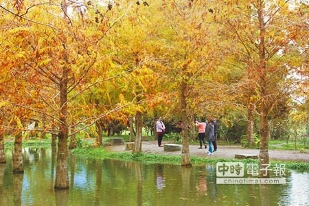 花蓮壽豐一處落羽松林（見圖，張祈攝），原是園藝造景公司用來展示栽種規畫、設計風格，6、70棵落羽松種植於水池中與池畔間，池內養殖關魚種，尤其進入秋季後，大片落羽松換上金黃秋裝，池水倒映出整片松林，吸引路過民眾拍照分享後，意外成為爆紅祕境。