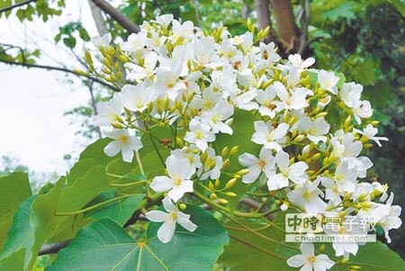 桐花季開鑼了！八卦山脈桐花飛雪，詩意翩翩。（吳敏菁攝）