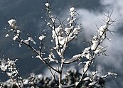 合歡山雪季來臨　交通管制禁行大客車