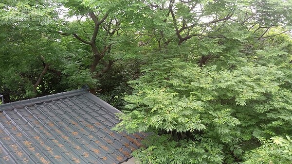 7. 林中加蓋的一坪居。