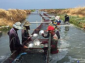 大魚上揚小魚跟著漲　虱目魚苗今年價揚