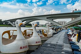 來碧潭一定要花點時間划一下天鵝船。