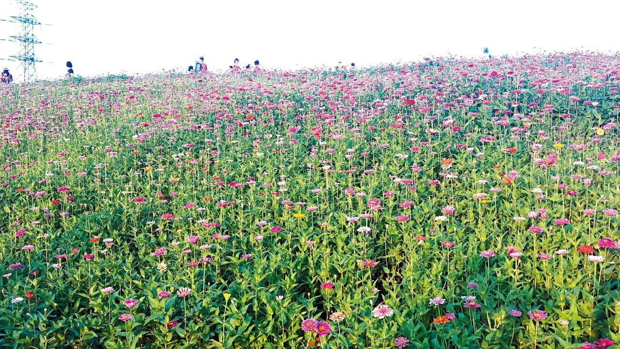 大百日草盛開快來關渡花海節 好房網news