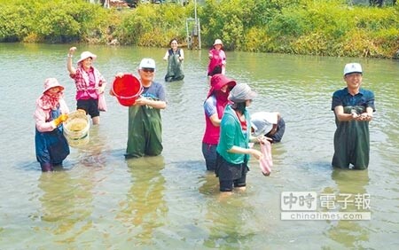 雲林縣長李進勇（左三）、口湖鄉長林哲凌（右）下水摸文蛤，大力行銷雲林文蛤。（許素惠攝）