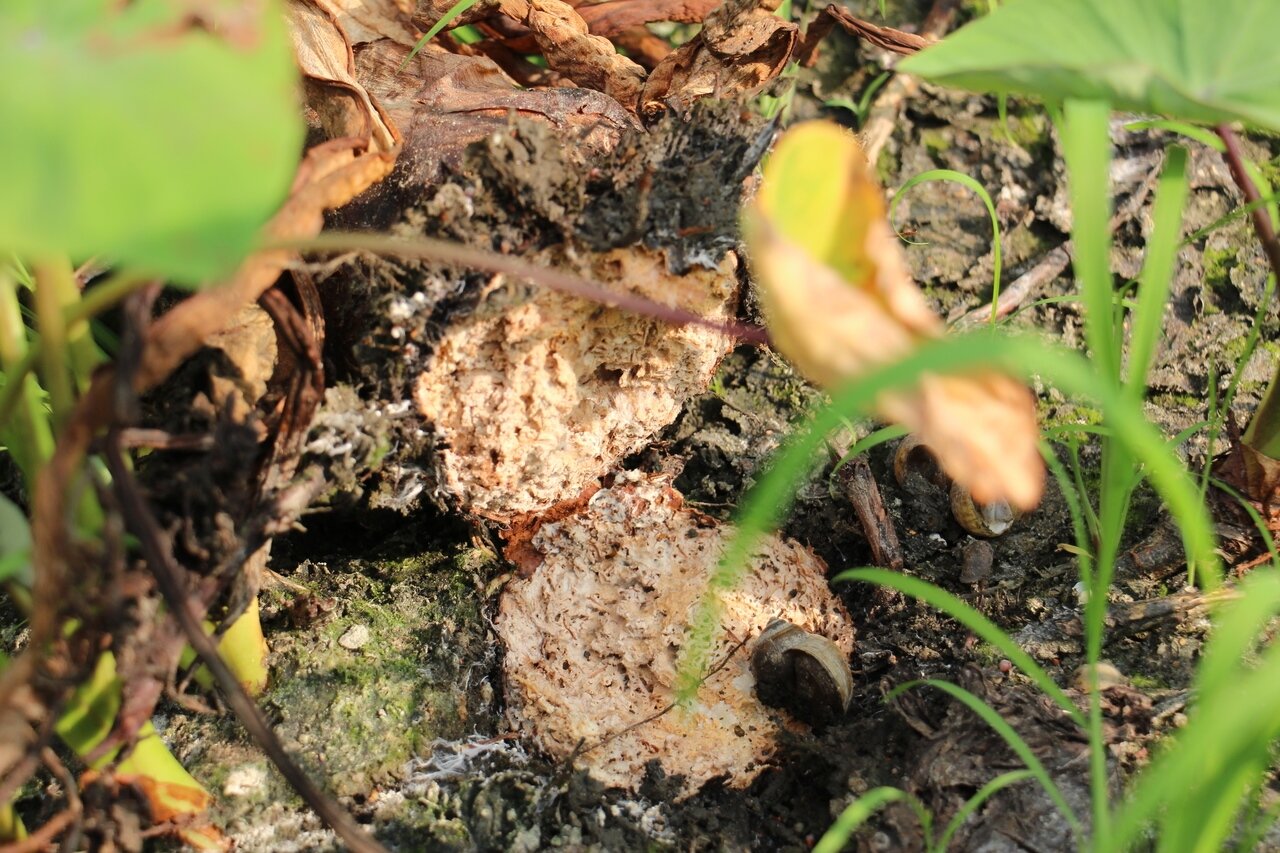 位在台中的大甲、大安、外埔區,芋頭軟腐病情嚴重,土地甚至遭受汙染。 記者洪上元/攝影