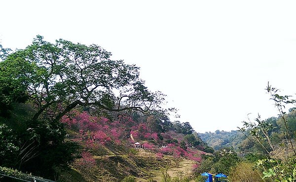 有台中陽明山之稱的大坑風景區，許多建商積極布局造鎮。（圖／維基百科）