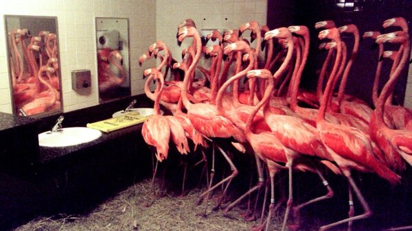 邁阿密動物園曾將一群紅鶴關在廁所以度過颶風侵襲。（圖／翻攝自邁阿密動物園推特）