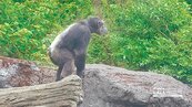 動物園上演「星球崛起」　黑猩猩越獄嚇壞遊客