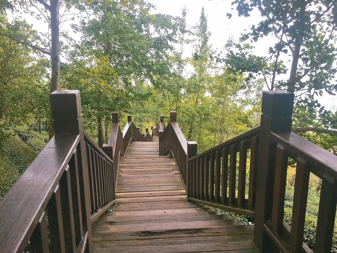 鹿谷鄉的銀杏森林更成為知名的景點。 記者江良誠/攝影