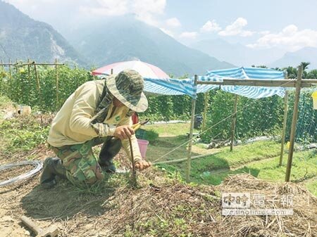 農友防風災，針對瓜棚、豆棚加固強化。（沈揮勝攝）