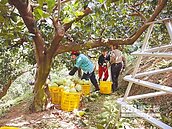 搶收文旦　「累到直不起腰」