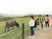 擎天崗牛群擬移他處　草原恐消失