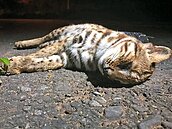 20年首見！石虎現彰化…被路殺