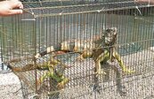 棄養問題惡化　綠鬣蜥占領二林溪