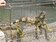 棄養問題惡化　綠鬣蜥占領二林溪