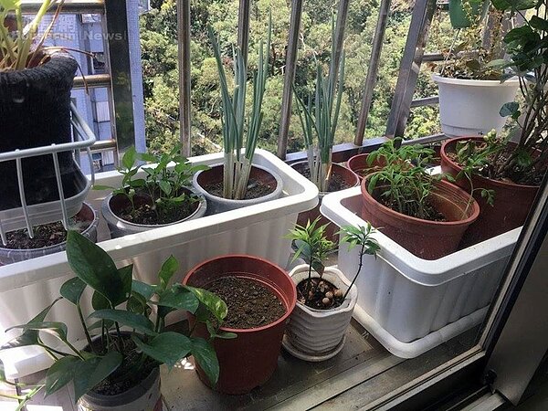 6. 陽台栽植蔥、薑、蒜,享受小農情調。
