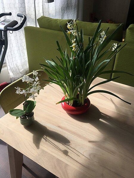 7. 室內種植梔子花、茉莉,增添綠意。