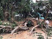 公園移樹修過頭　林智堅挨批