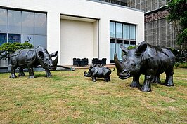 戶外展區也有黑色的犀牛家族。