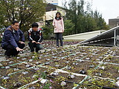 民富國小「空中花園」　竹市第一棟綠屋頂