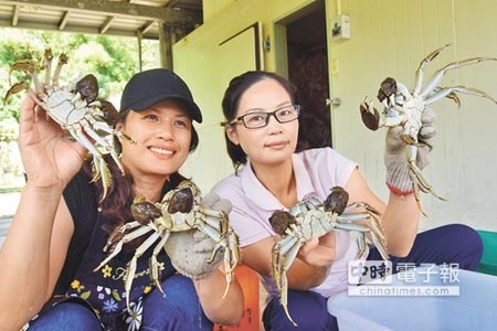 台東縣成功鎮大閘蟹已上市，養殖業者說，今年產量增加，個頭也比較大。（莊哲權攝）