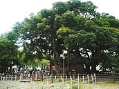 台中千年茄苳王慶生　還要蓋生態公園