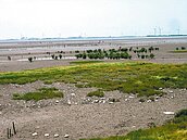 彰濱崙尾東區綠電招商　環團質疑