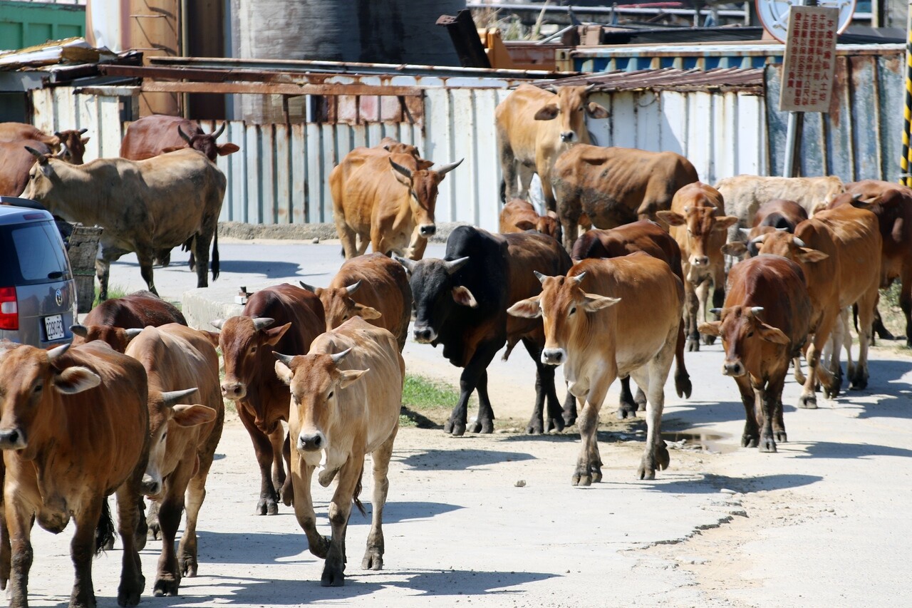 林口水牛坑有大批牛隻經過，讓許多人因此慕名而來。 記者王敏旭／攝影