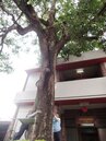 田尾鄉百年芒果老樹　3百多歲更被封為「老樹公」