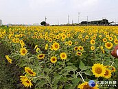 花壇金黃色浪漫花田　路過民眾捕捉美景