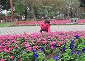 迎新春展花容　嘉市公園景緻雅