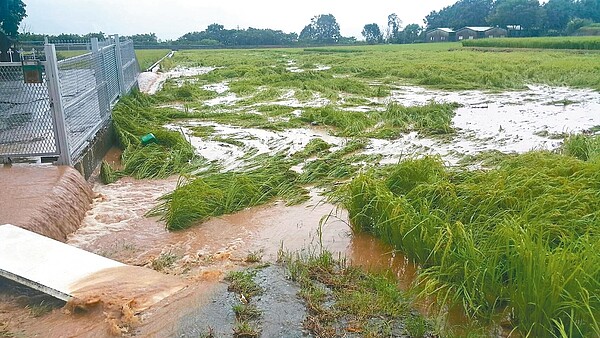 台灣北部、東北部、東部受到連續豪雨侵襲，主要受災作物為東部的二期稻作。 記者潘俊偉／攝影