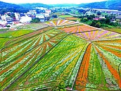 綠肥變花海　桃園花彩節28日登場