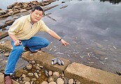 觀音大堀溪受汙染　魚屍遍野