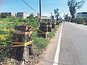 金門拓路　130棵木麻黃遭「抄斬」