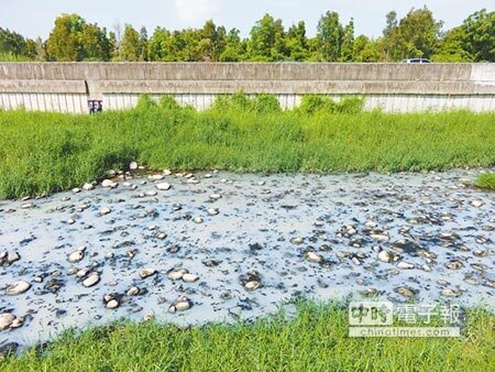 
長榮大學河川保育中心主任洪慶宜2年多來，每月固定記錄港尾溝溪疏洪道的樣貌，驚覺汙染嚴重，原本該是清淨的水質，放眼望去卻是一灘死水。（曹婷婷攝）
 