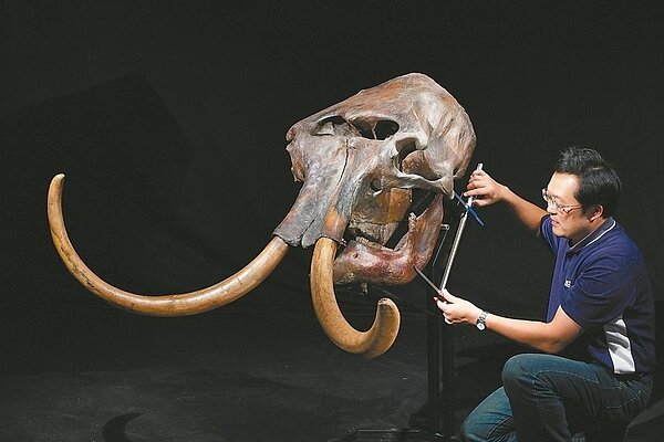 台中國立自然科學博物館內一百卅多萬件標本，必須恆溫恆濕保存；圖為研究人員整理長毛象化石。 圖／國立科博館提供