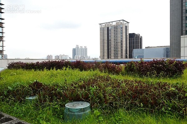 新北市府稅捐稽徵處所設屋頂花園，景色秀麗又可降溫節電。 記者施鴻基／攝影