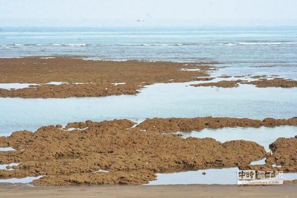 擴建危害藻礁 能源、保育拔河（楊明峰攝）