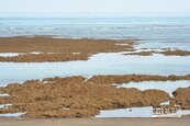 擴建危害藻礁　能源、保育拔河