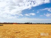 減風沙　近百公頃工地鋪稻草
