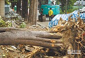 樹根亂竄絆腳　高市開鍘惹怨