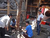 樹醫打點滴　搶救朴子配天宮老樹