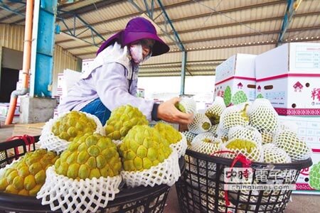台東大目釋迦進入產期,農民在集貨進行分級包裝。(莊哲權攝)