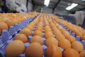 「毒雞蛋」風波延燒　英超市下架含蛋產品