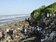 新豐防風林汙染　非法廢棄物沖刷入海